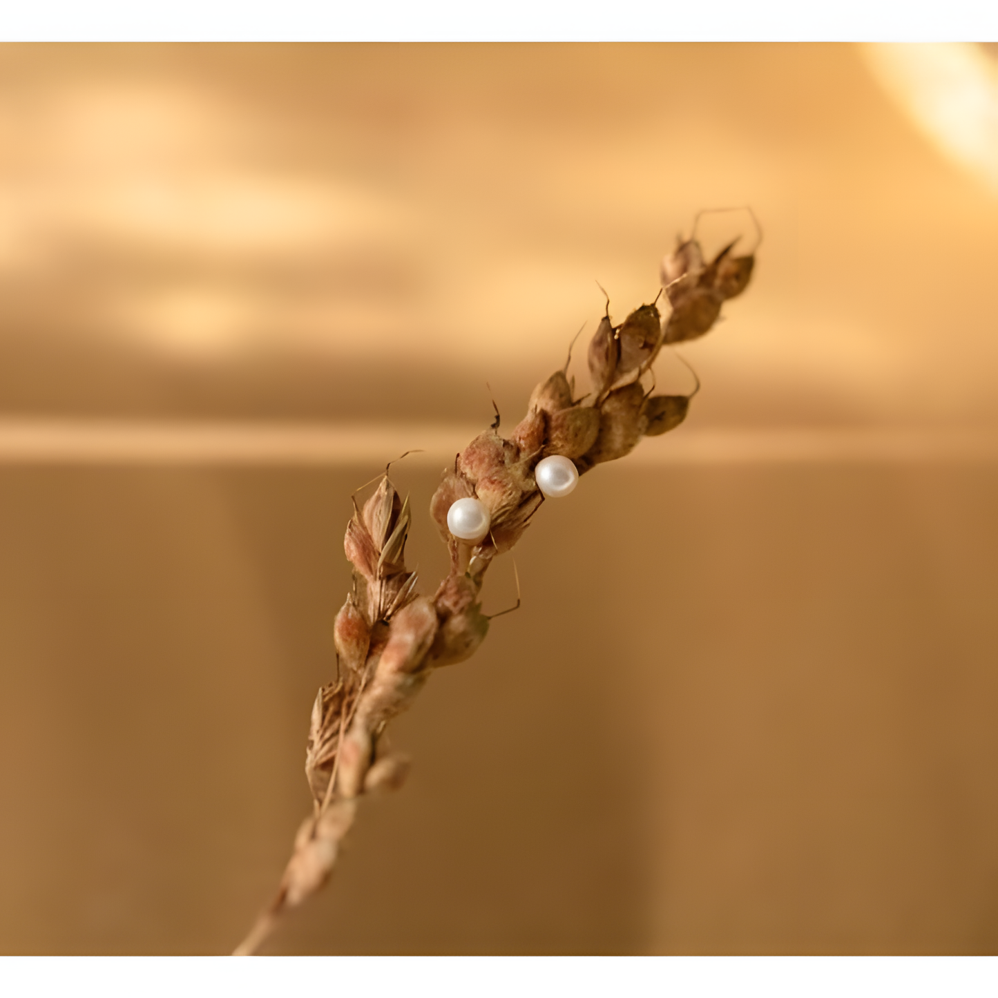Tiny Pearl Stud Earrings